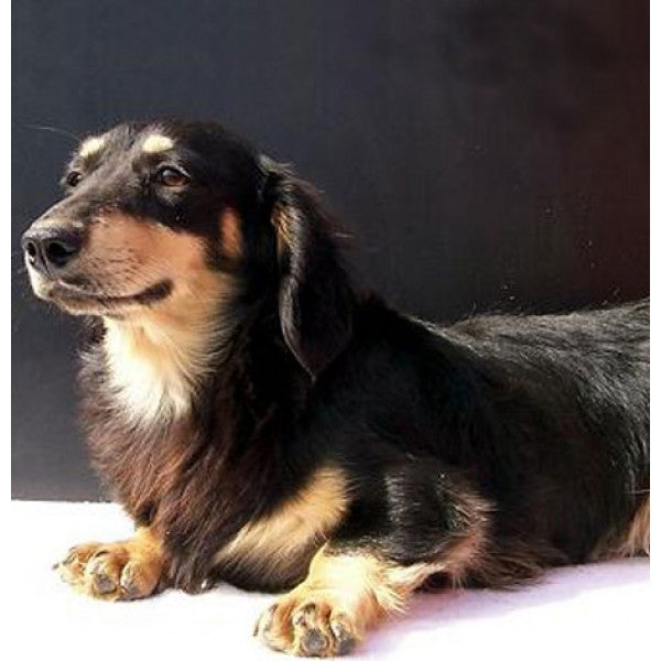 Dachshund Long B&T Leather Dog Keychain